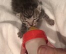 保護子猫の育て方（初心者歓迎）丁寧にサポートします 乳飲み子猫の命をつなぐ技術と知識、伝えます,ﾟ.:｡+ﾟ イメージ2