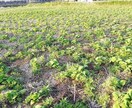 自然栽培の方法教えます、農業の相談乗ります 農業始めたい方に無農薬、無肥料での野菜の育て方教えます！ イメージ1