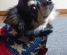 ありのままの姿でモデル(犬)やります プライベートも全部お見せします！ イメージ1