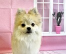 出張トリミング塾〜ご自宅へお伺いいたします トリミング技術を学びながら、愛犬がふわふわモコモコに! イメージ4