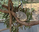 ケアンズで思い出に残る計画立てます ツアーに頼らずとも安くて楽しい旅をご提案します！！ イメージ5