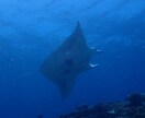 GWの旅行者必見！石垣島満喫プランを計画します ～石垣島の魅力は夏だけじゃない！春先ならではの魅力って？～ イメージ3