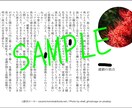 夢小説オーダー/小説オーダー承ります 夢小説から創作小説まで、幅広くご希望に応えます！ イメージ9