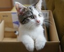 一人暮らしで猫を迎えたい方の相談に乗ります 一人暮らしで猫と暮らして4年。仕事しながら育てるコツを伝授！ イメージ1