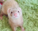 つらい育児のお話をお伺い致します 保育歴13年ぷちこママが寄り添う気持ちでお話をお伺いします イメージ1