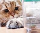 ペットの気持ちを占います そっけなく見えても意外と飼い主さんを観察しているようです イメージ1