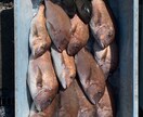 海釣りの魅力はじめ方を教えます 釣り歴8年の私といっしょに釣って食べよう！(初心者,入門者) イメージ5