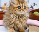 大切なペット達の飼育についてアドバイスします 元ペットショップ店員がペットの飼育方法やお悩みにアドバイス！ イメージ8