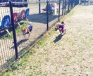 わんちゃんの飼い主様の為にお力になります 動物看護師兼ドックトレーナーによるお悩み相談です イメージ1