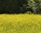 先祖供養(8世代〜)いたします 供養によりあなたのパフォーマンスを妨げる曇りを取り払います。 イメージ3