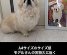優しい水彩画タッチのうちの子似顔絵イラスト描きます ペット専門似顔絵師が優しいタッチの似顔絵製作 イメージ8