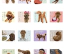 愛犬のほんわかスタンプ描きます シンプルだけど使いやすいスタンプに仕上げます！ イメージ2