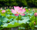 花のように心をひらくリーディング　します あなたの迷いに寄り添うヒーリングタロット イメージ3