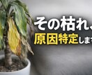 枯れかけ観葉植物を写真で原因特定します 「その症状、放置すると手遅れかも」 イメージ1
