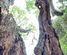 霊視いたします ✧元保育士、子供の不登校経験、卵巣がんサバイバーのヒーラー イメージ2