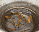ペットショップ店員がメダカの飼育お答えします 飼育の相談お気軽に！病気の相談も可 イメージ4