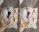 Photoshopで写真の色調補正、修正等承ります 最短即日！ご用命に沿った編集を！ イメージ4