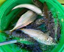 海釣りに行く事前準備のあれこれおしえます 海釣り全般の持ち物、天気の見方、おすすめの船宿など イメージ1
