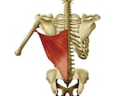 肩甲骨に着目！ 気軽に出来る体操で血行を改善します 肩や首周りに不調がある方向け！同じ悩みを経験したPTが提案 イメージ2