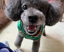 愛するペットが亡くなった今の深い悲しみ聞きますます 愛するペットちゃんの思い出話をしましょう。 イメージ1