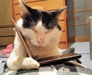 英語の電話代行・サイト調査10件までいたします 納品２日以内！電話で質問代行⭐︎webサイト イメージ1