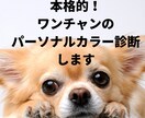 愛犬のパーソナルカラー診断させていただきます ワンチャンでもできる！本格パーソナルカラー診断！ イメージ1