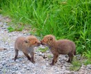 北海道の様々な写真を提供致します 北海道の写真で、忙しい毎日にプチ癒しを！ イメージ4