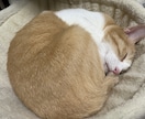愛玩動物看護師がペットのお悩み解決します イヌネコ(エキゾチック応相談)愛玩動物看護師にお悩み相談 イメージ3