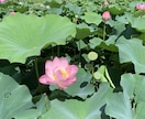話し相手になります 知人には言いにくい愚痴、自慢、相談、何でも聞きます！！ イメージ1