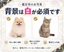 犬の気持ち・猫の気持ちをオーラから読み解きますます 「なんでそれするの？」その子なりの理由があります イメージ8
