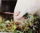 中国の五行という自然の理に沿った考え方を応用して心や体調、ひとりでは解決できない悩み相談を伺います。 イメージ1