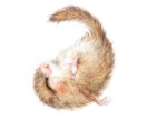 リアルな動物イラスト描きます ペットやお客様の好きな動物をお描きします。 イメージ4