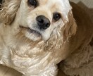 社交不安障害や鬱の方の悩みをお聞きします 悩みから抜けだすにはどうしたらいいかアドバイスします イメージ1