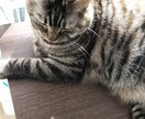 お話し相手をはじめます 愚痴　悩み相談にお話し聞きます。 イメージ1