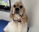 犬のしつけやサロンでのお悩みにお答えします 現役トリマーより！サロンのスタイルや無駄吠え悩んでませんか？ イメージ3