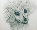 わんちゃんの絵描きや人形作ります 愛犬家、わんちゃん大好きな方、愛犬の記念日に イメージ1