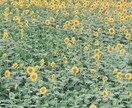 看護師がお話しききます 恋愛、仕事、子育てなど何でもお話しききます。 イメージ1