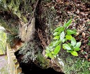 上級古神道・ナオル秘功を伝授します 高天原のエネルギーを使ったヒーリング技です イメージ5