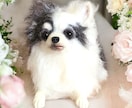 大切な愛犬さんをお作りします うちのコ羊毛フェルトワンコオーダー イメージ9