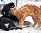 大切なペットちゃんの自慢話などお聴き致します ご看病中の方ペットロスの方も優しく寄り添いお話お聴き致します イメージ8