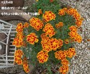 花の種　いろいろ　選べます 自家栽培の種ですが、いろいろあります。 イメージ10