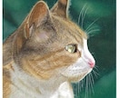 ペットの似顔絵を写真のようにリアルに描きます 犬、猫、うさぎなど動物の肖像画を手描きでリアルに描きます イメージ1