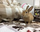 うさぎを飼いたい方にオススメ！飼い方教えます うさぎを飼おうか迷っている方に飼い方教えます！ イメージ1