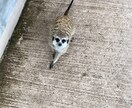 写真を撮ります 一眼レフを使います。提供する写真枚数はとても多いと思います。 イメージ2