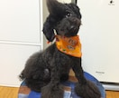 あなたやご家族の生活にぴったりの犬種を紹介します これからワンダフルな生活をする予定のご家族に！ イメージ1