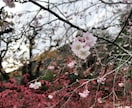 あなたの京都旅行計画のご相談に乗ります ＊京都で、あなたが1番楽しめる旅のプランを一緒に考えましょう イメージ4