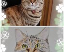 お家の猫ちゃんの似顔絵描きます 色鉛筆で丁寧に仕上げます！！お顔中心に描かせて戴きます。 イメージ5