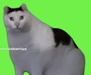 猫ミームの動画を代わりに作ります 会社PR、経歴、結婚式ビデオなど、さまざまな場面で活用可能！ イメージ1