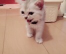猫ちゃんに関する相談のります 猫を飼ってみたい方飼っている方の相談に乗ります。 イメージ1