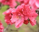 四季折々の風景をお届けします 四季折々の植物、風景や神社などの写真を提供します イメージ9
